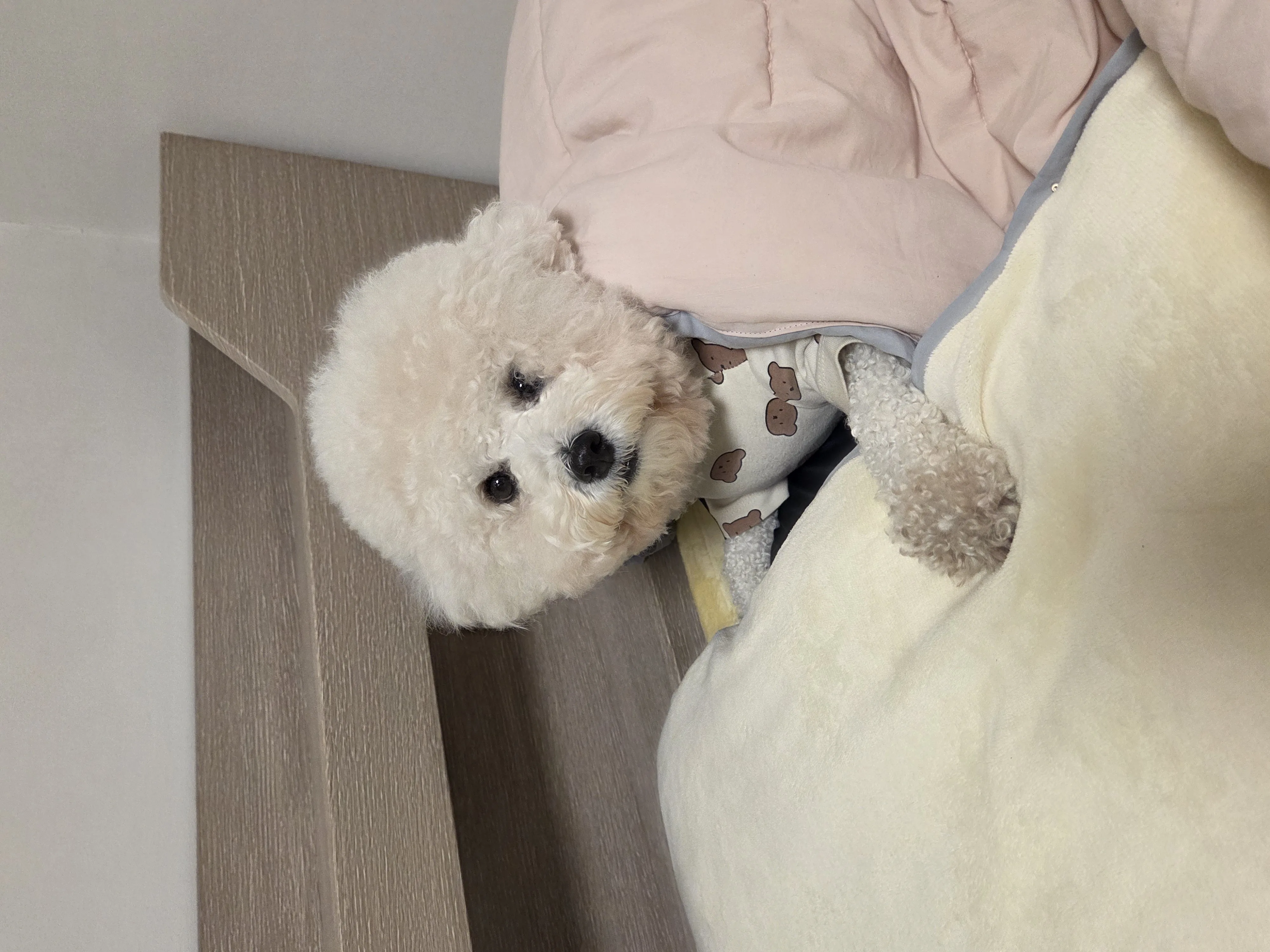 귀여운 동물 친구 2