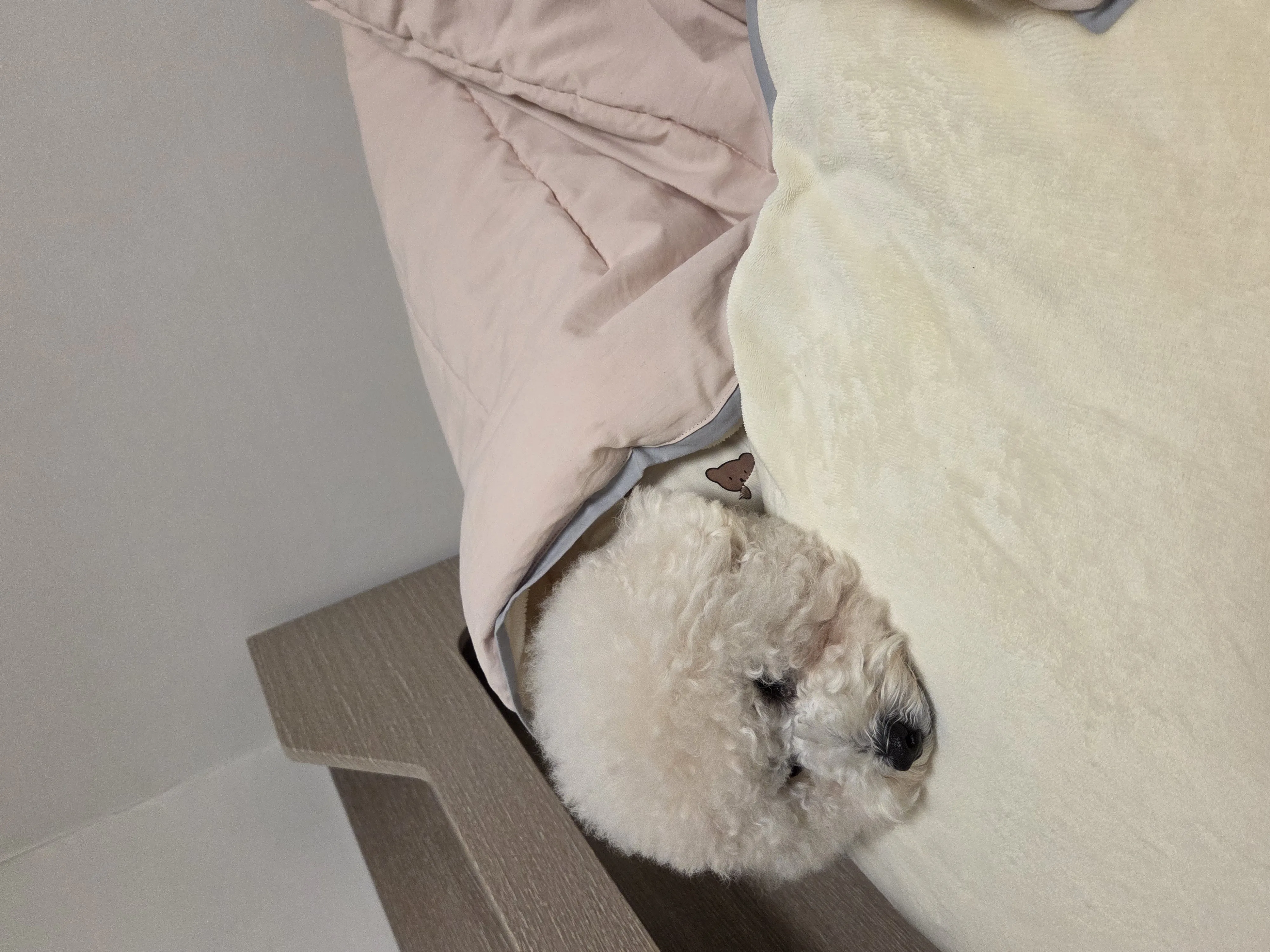 귀여운 동물 친구 3