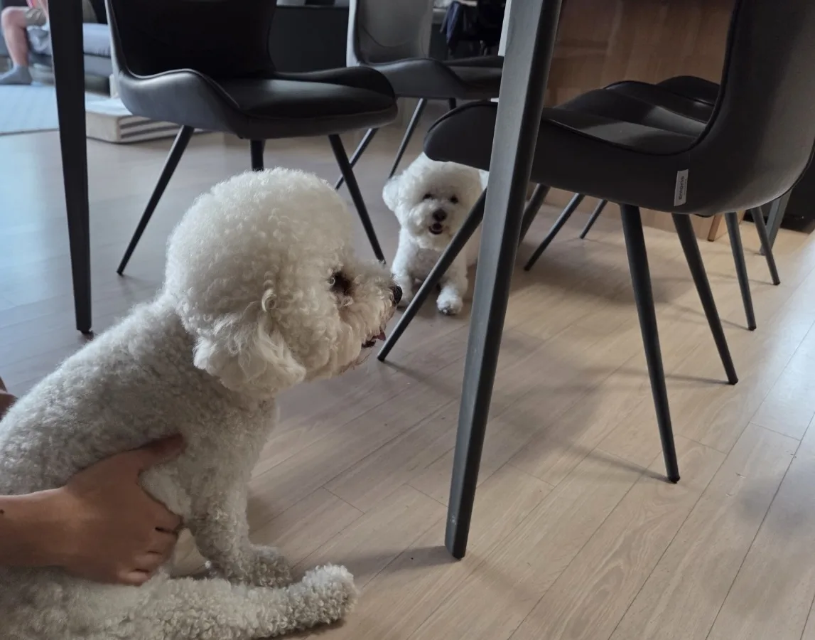 귀여운 동물 친구 4