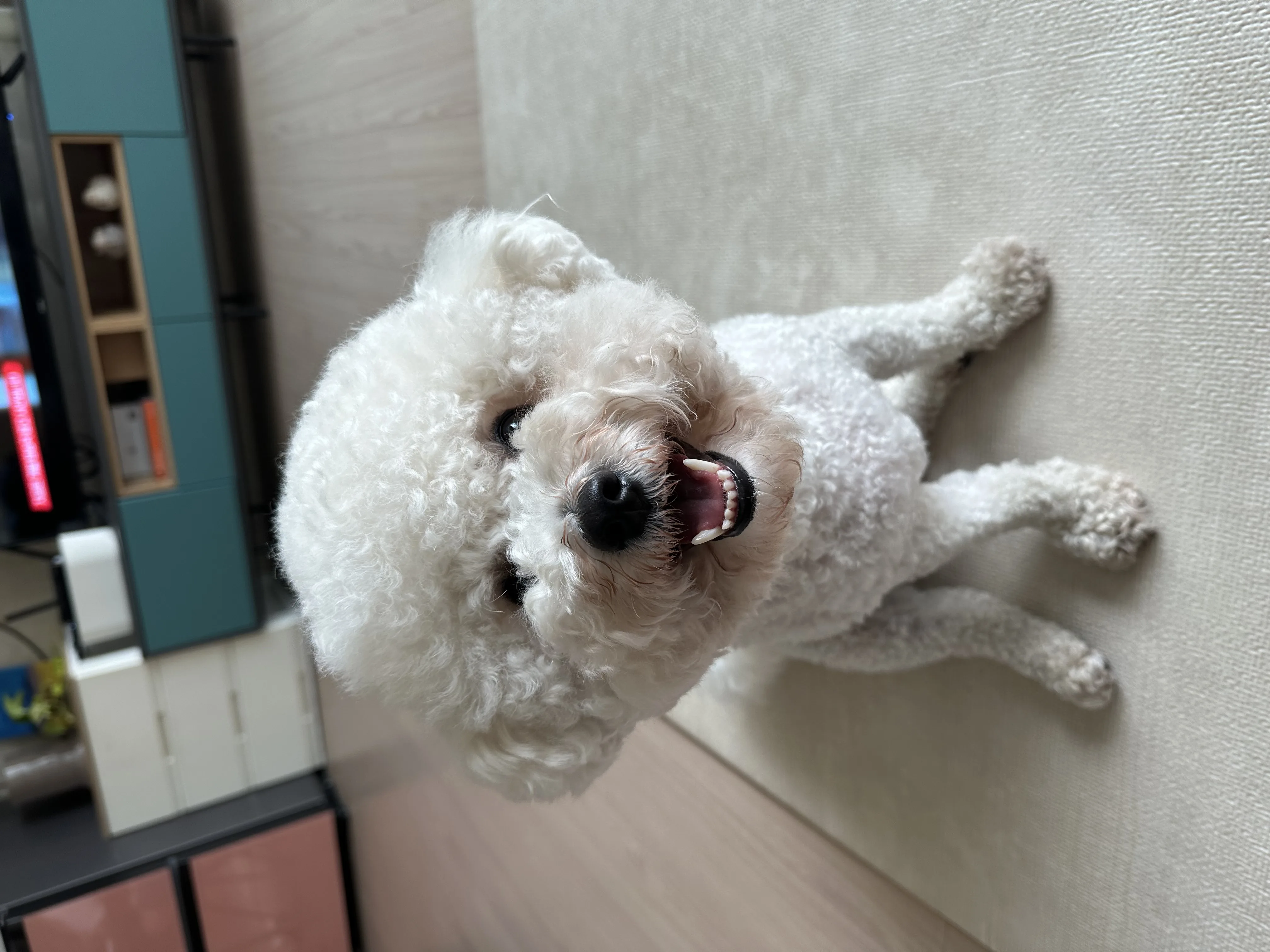 귀여운 동물 친구 6