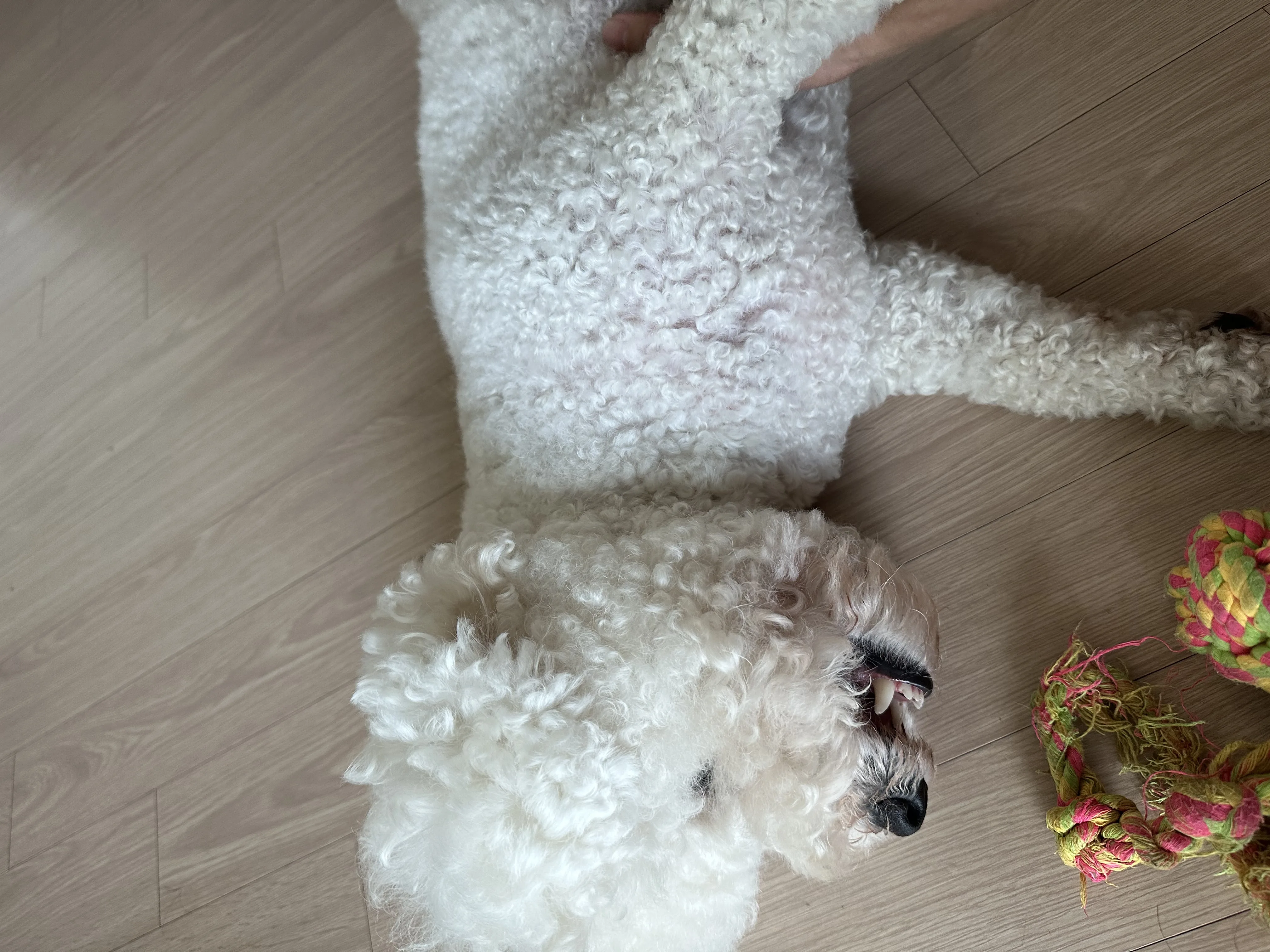 귀여운 동물 친구 7