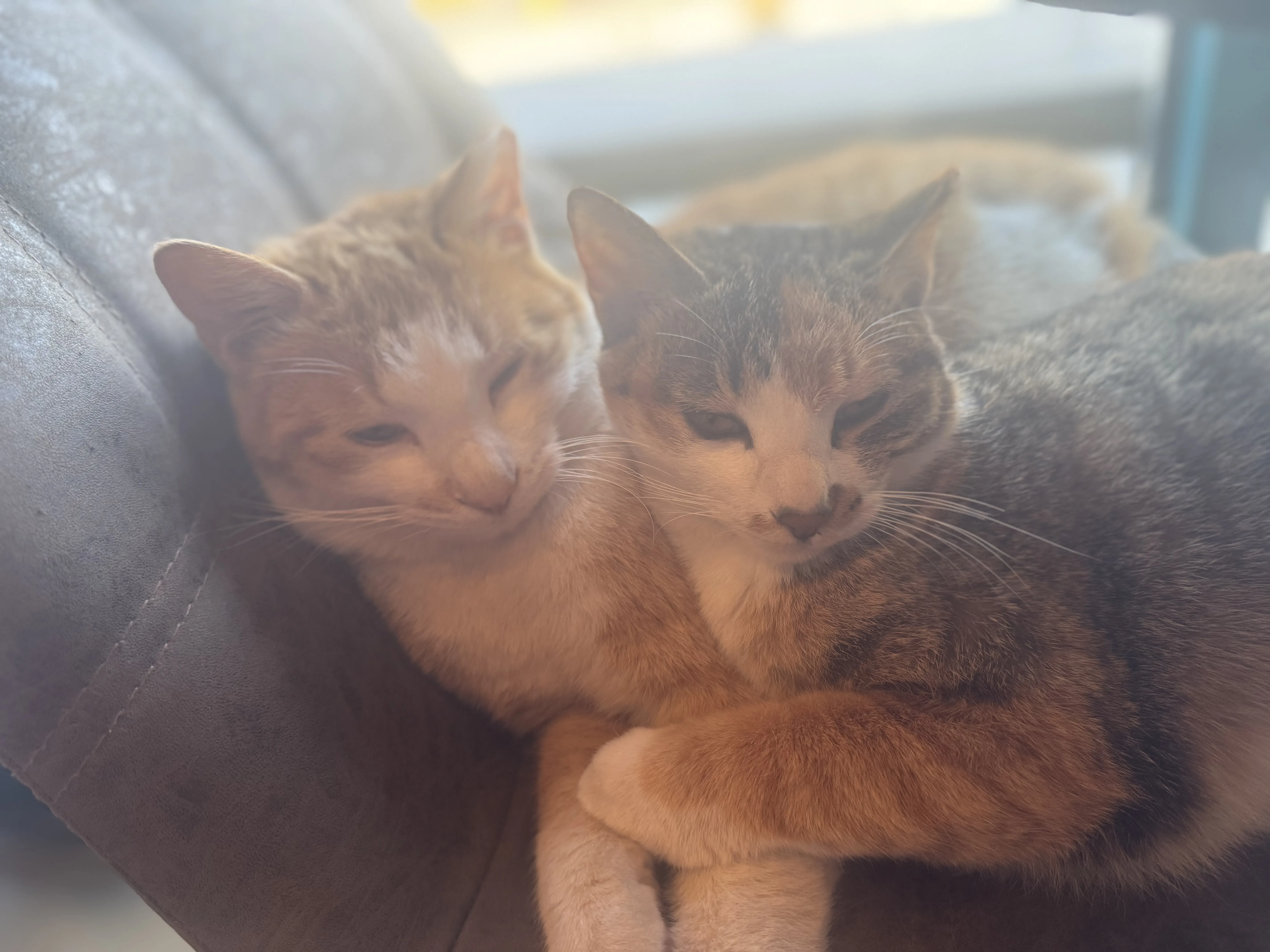 보기만 해도 귀여운 냥이들2