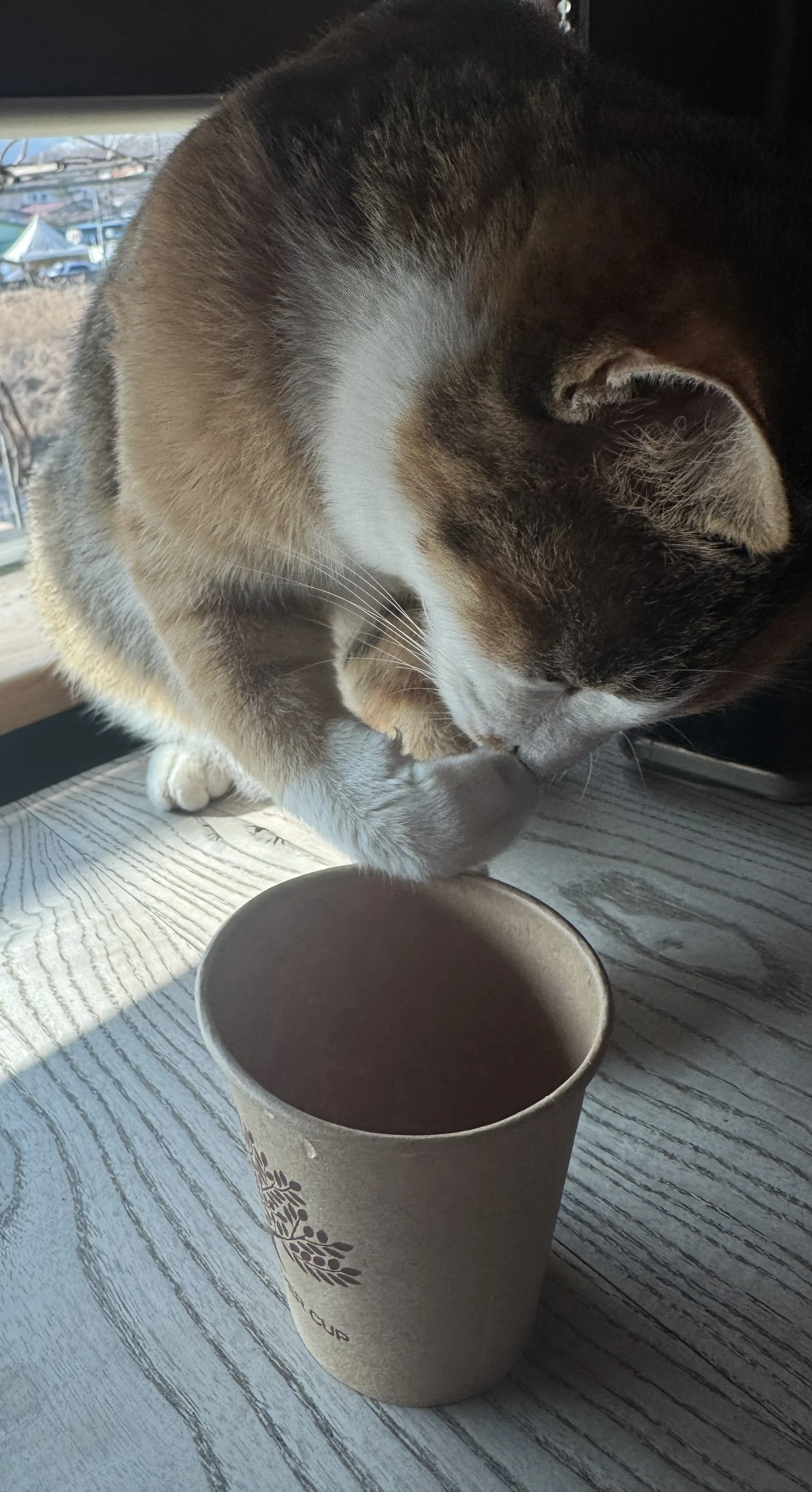 물 마시는 고양이