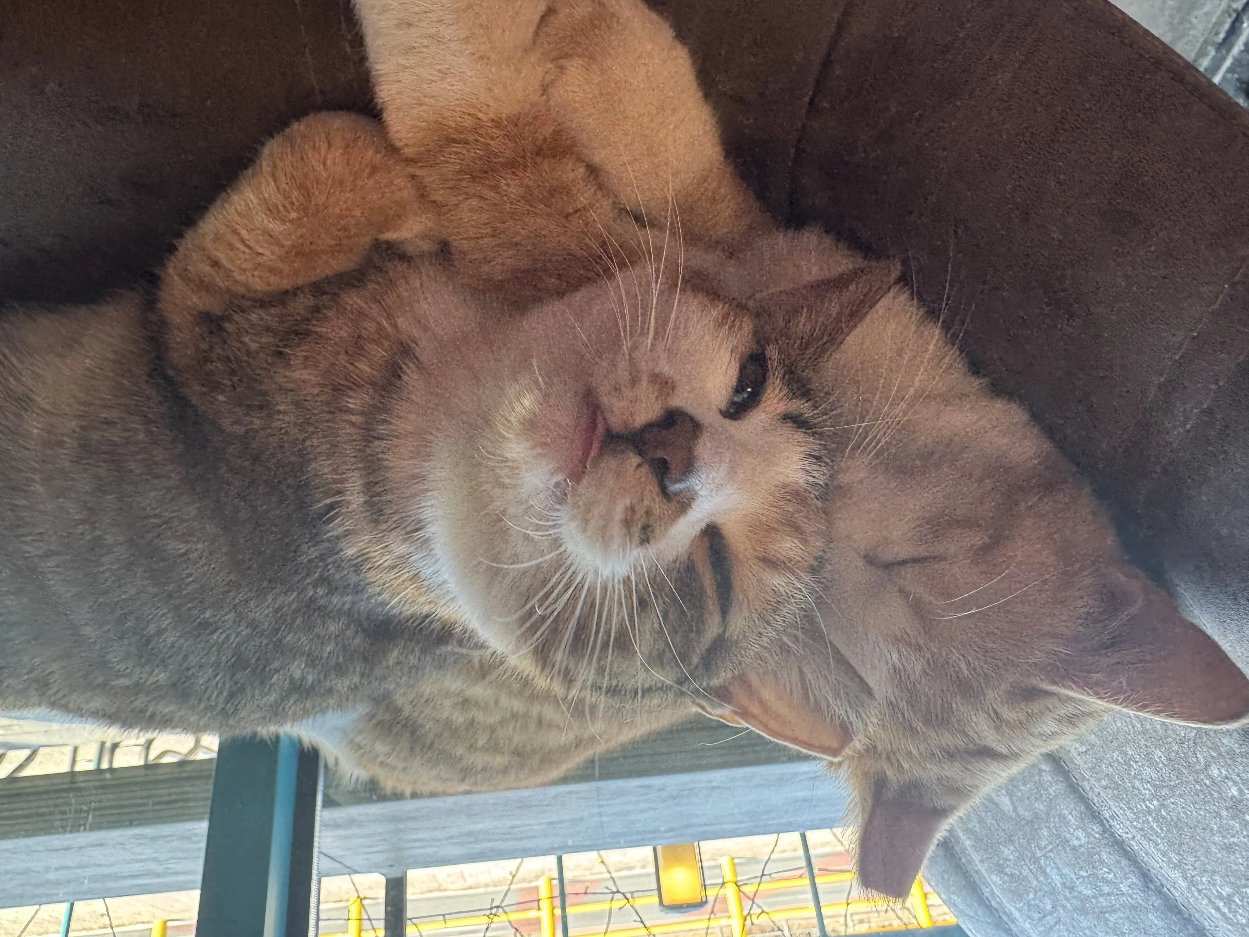 보기만 해도 귀여운 냥이들