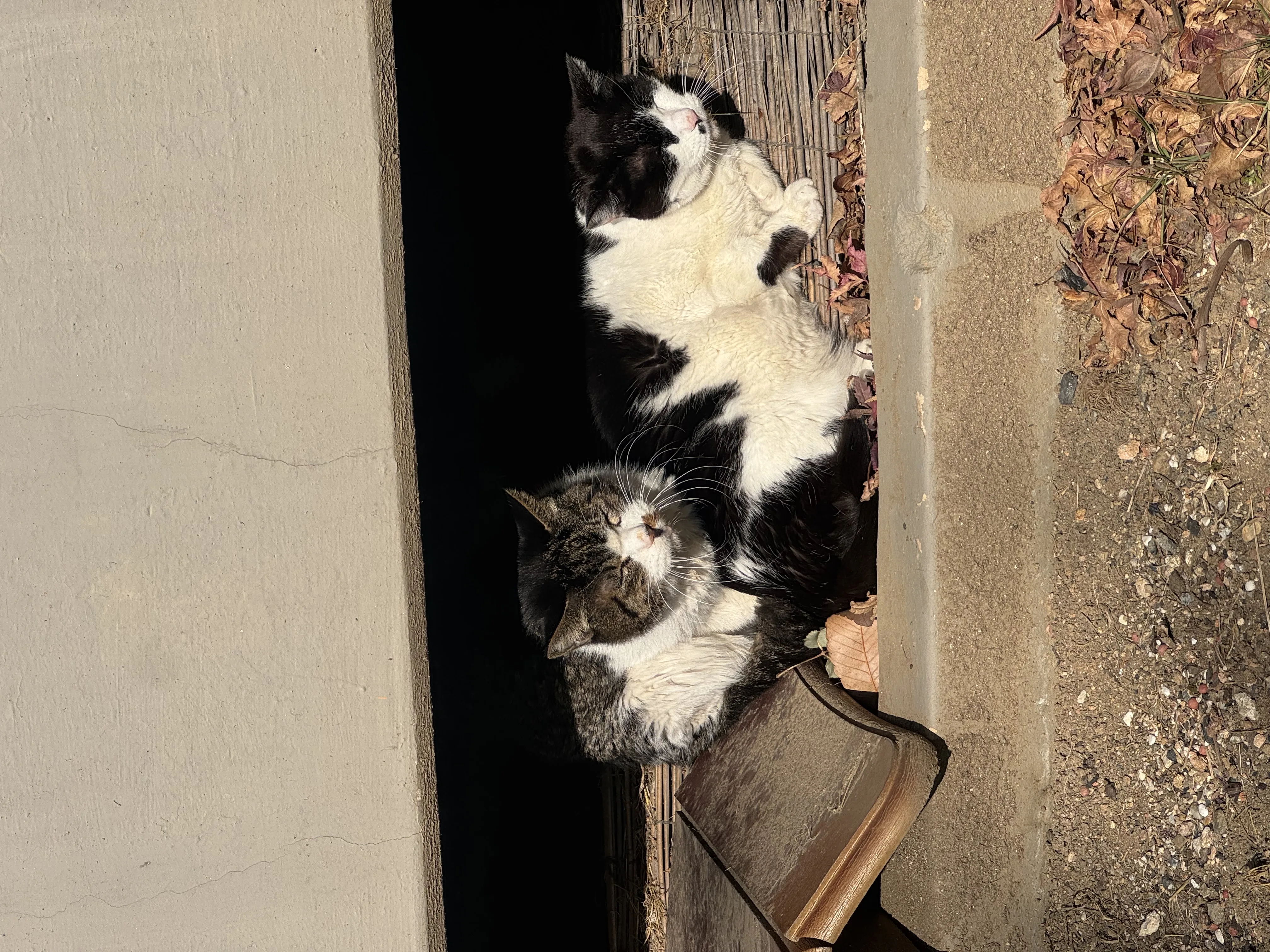 산책냥 칭구들2