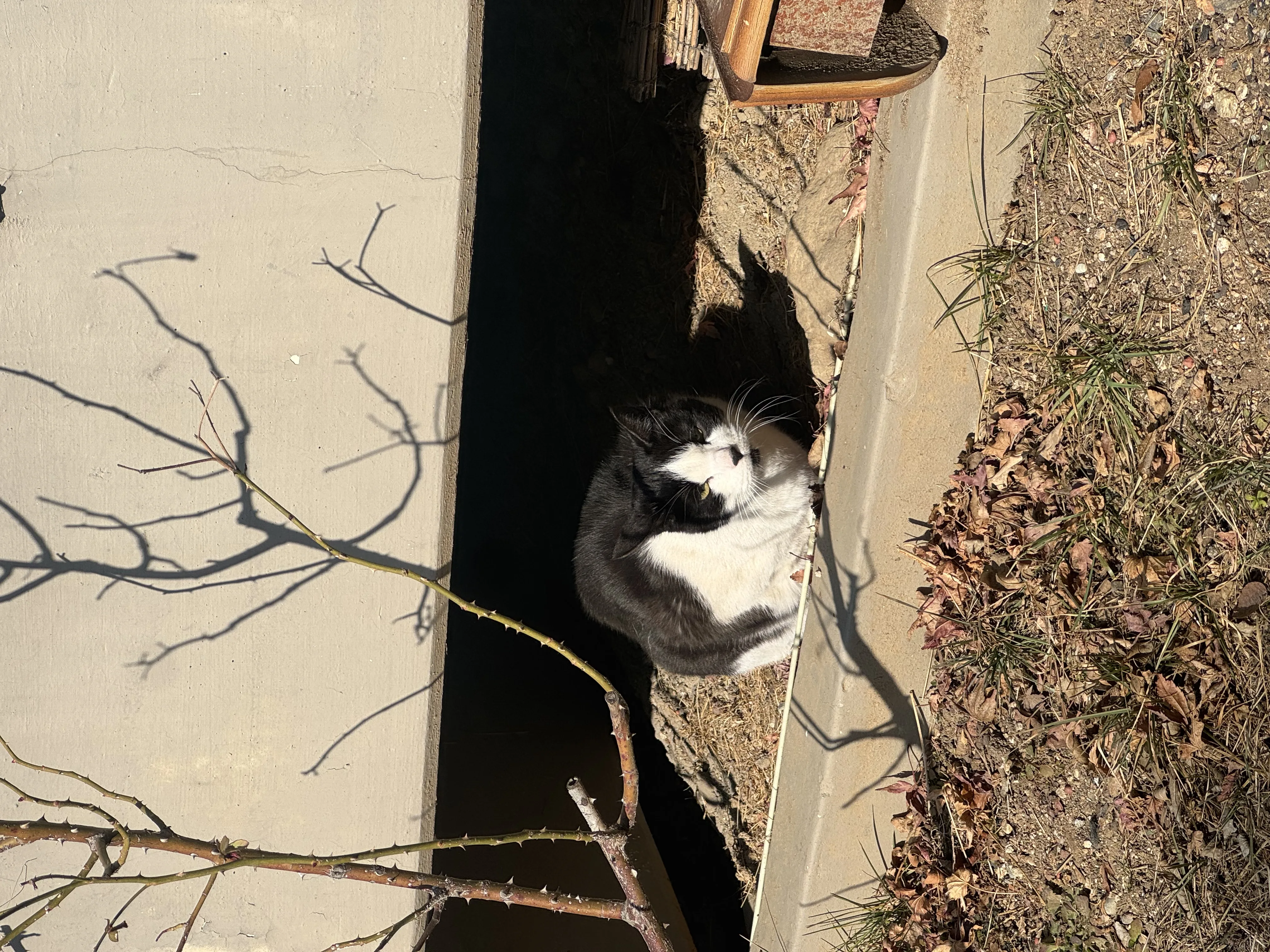 산책나온 고양이