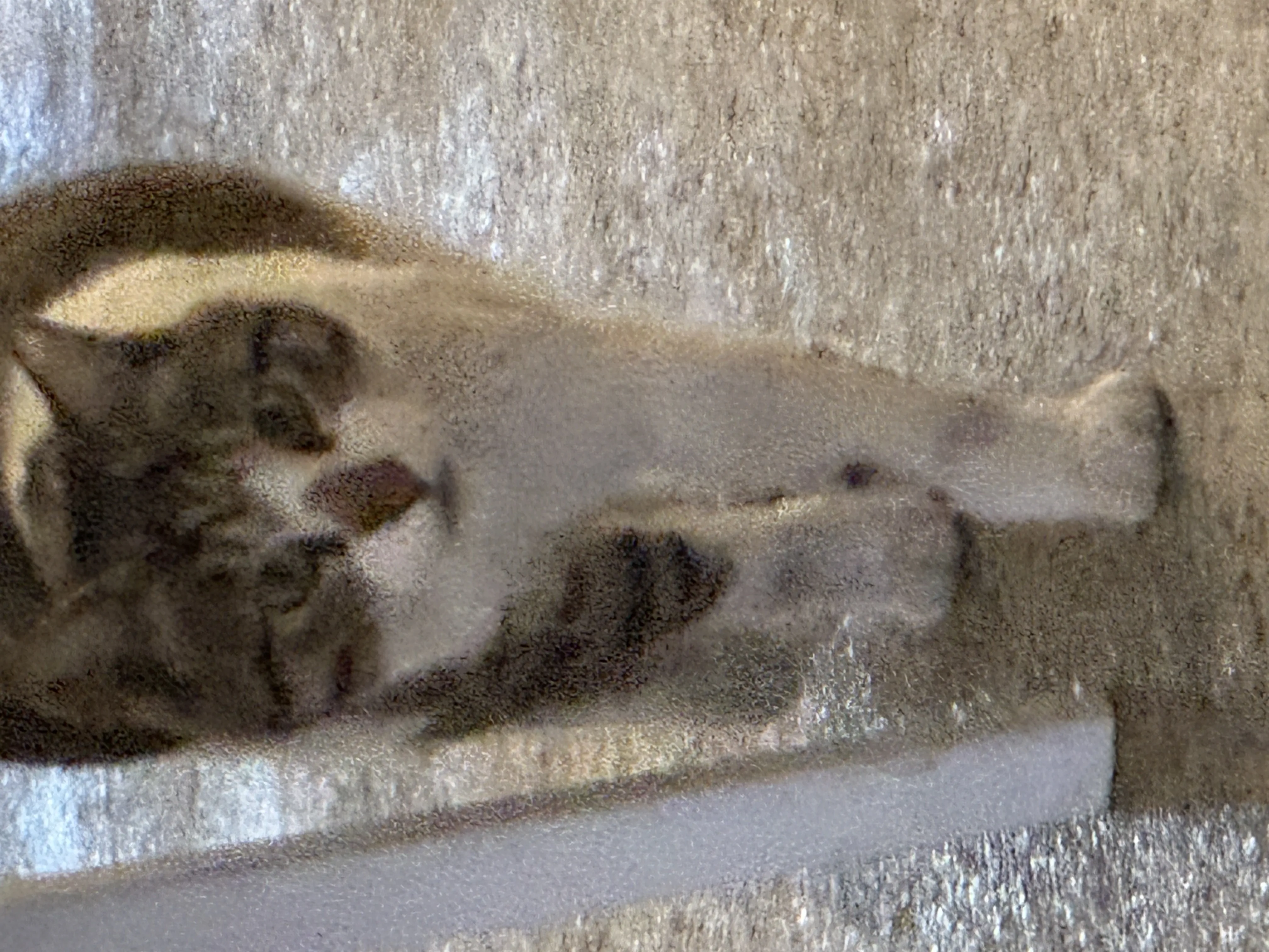 멀리서 찍고 있는데 갑자기 다가오는 중...!