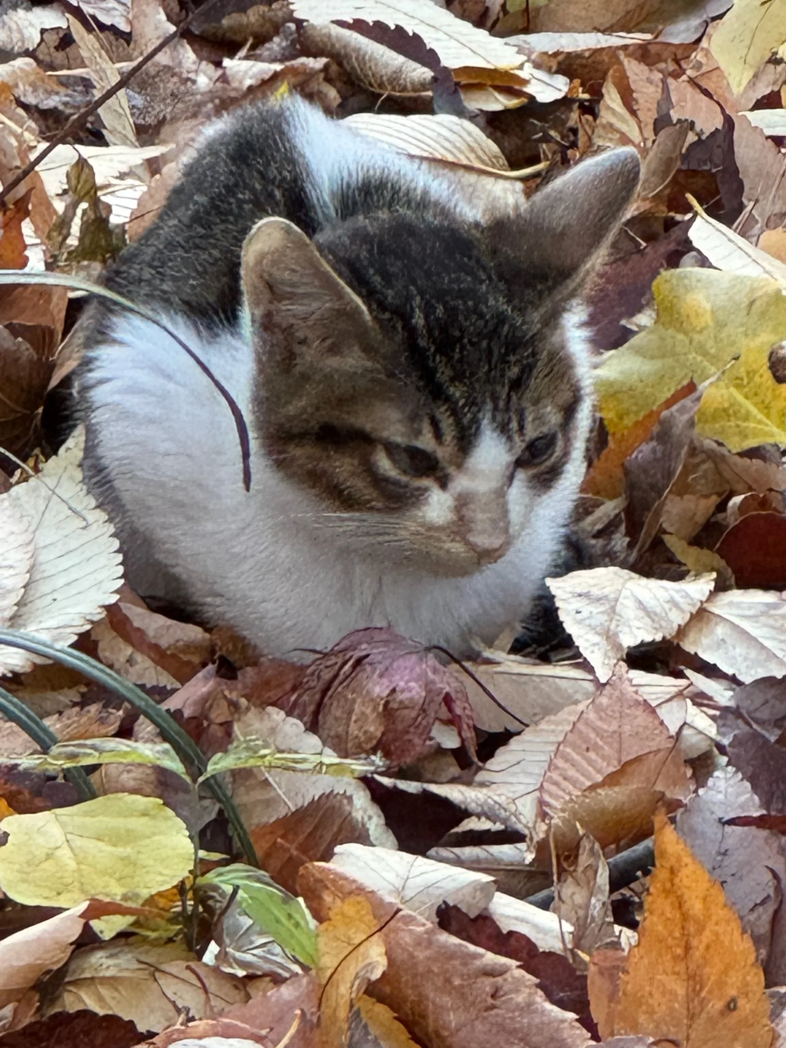 식빵굽는 길고양이