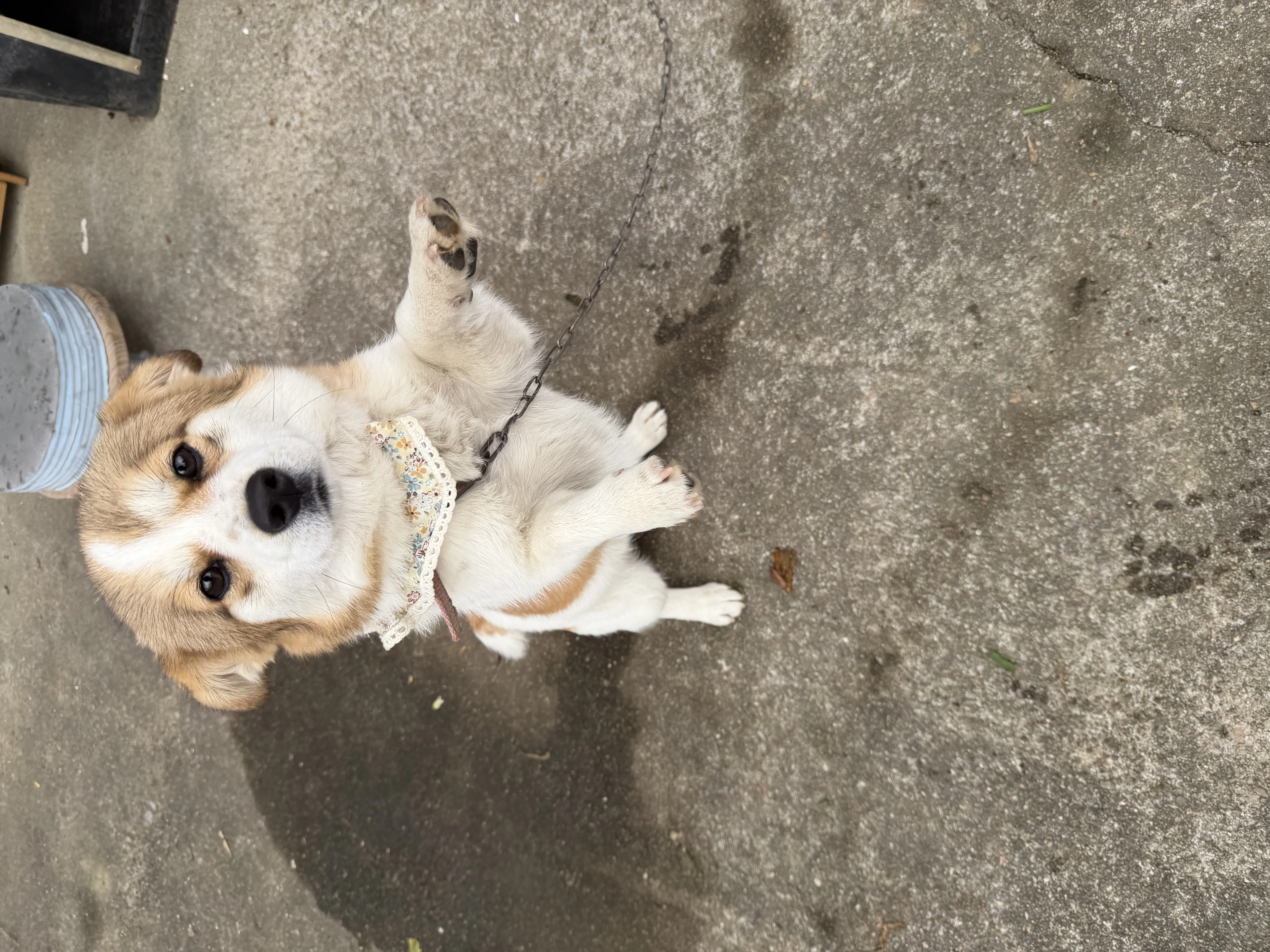 우리집 댕댕이의 하루2