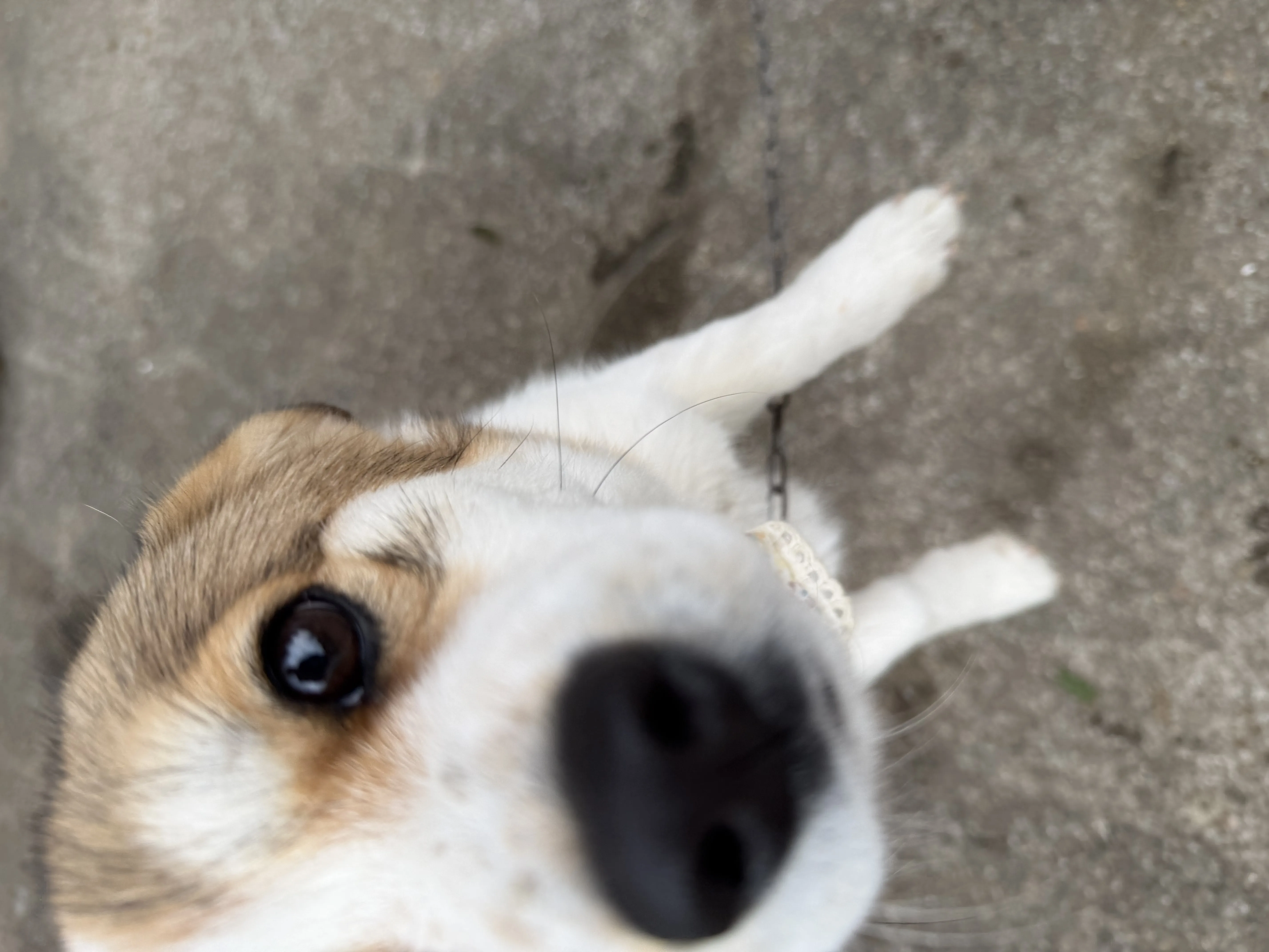 우리집 댕댕이의 하루3