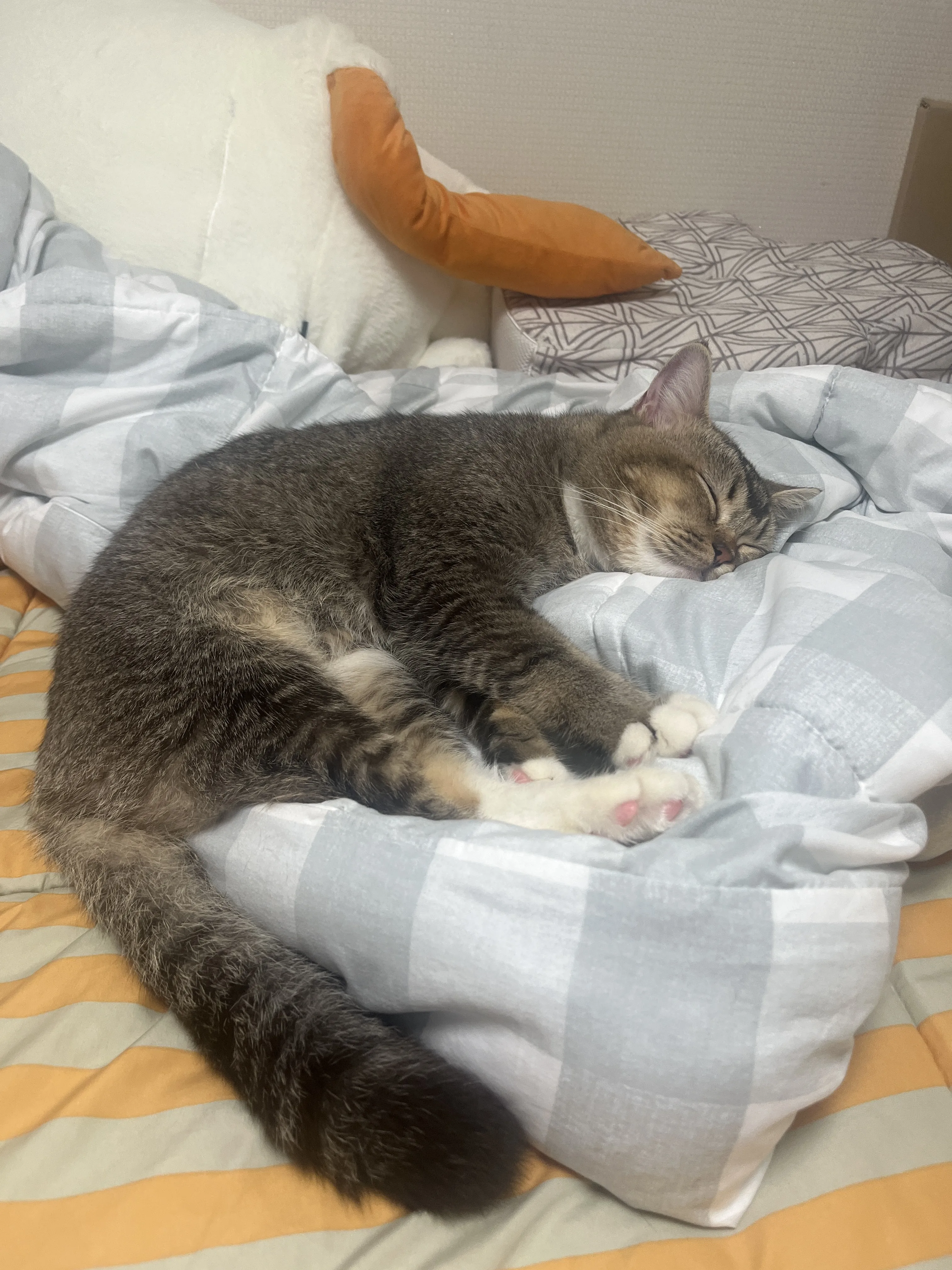 와랄랄라 하고싶음