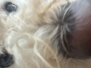 댕댕이